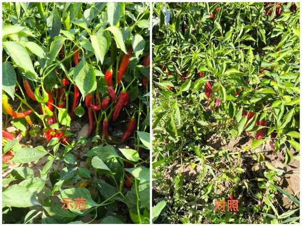 新品“水溶麟葆”使用前后对比效果