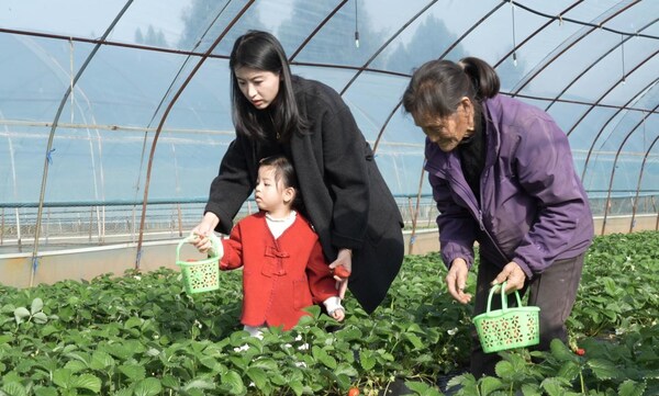Tourists enjoy the fun of strawberry picking at a farm in Cangxi county.