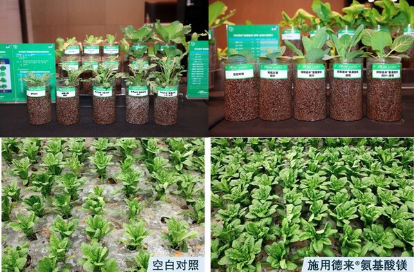 德来®氨基酸镁在番茄、上海青、莴笋等作物上的对照试验，结果显示，使用了德来®氨基酸镁的叶片长势更好、色泽更浓绿、更有韧性