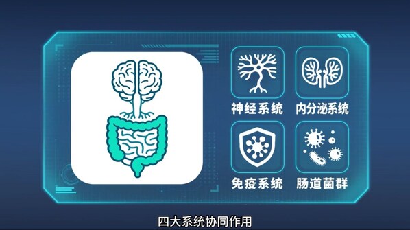 腸腦軸的雙向通路系統由四大系統協同作用