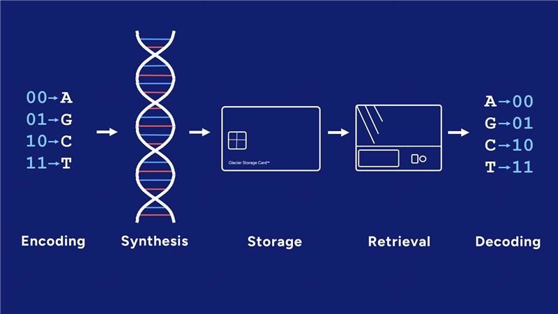 How Molecular Data Storage Works? While the DNA technology landscape remains fragmented across writing, reading, and storage, GenScript brings capabilities across key parts of the DNA data storage value chain, including synthesis, sequencing-related technologies, and platform development. How Molecular Data Storage Works? While the DNA technology landscape remains fragmented across writing, reading, and storage, GenScript brings capabilities across key parts of the DNA data storage value chain, including synthesis, sequencing-related technologies, and platform development.